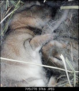 Wild Kaninchen Babys gefunden-img_20190403_150919.jpg
