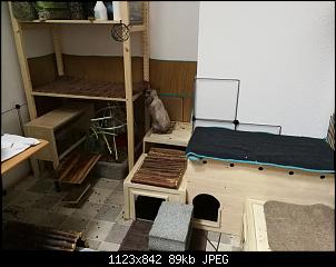 Die Kletterk�nstler unter den Kaninchen-img_20190414_134152-1280x960.jpg