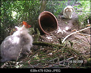 Informationen �ber Teddywidder-pict2262.jpg