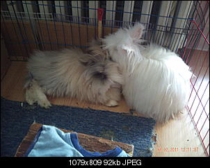 Informationen �ber Teddywidder-pict0019.jpg