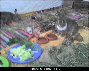 Kaninchen-Tierarzt-dsc00013.jpg