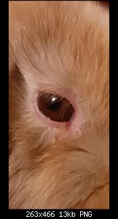 3 Babys ziehen ein-auge.jpg