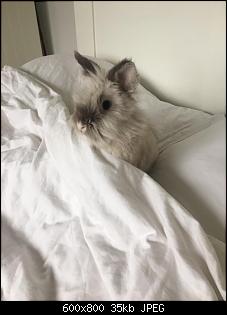 Welcher Rasse geh�rt mein Kaninchen an?-a1de70d7-7988-4426-8a20-dc416cfeea58.jpg