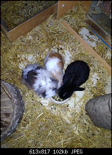 UNKASTRIERTE Rammler in der Gruppe-thumbnail_img_20200104_175357.jpg