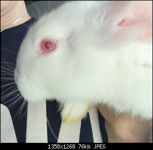 Albino oder doch nicht?-img_20200215_105926.jpg