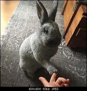 Pl�tzliche Randale-missy.jpg