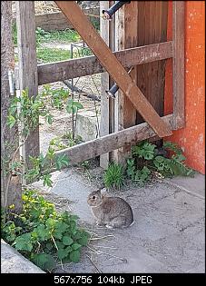 Wildi oder ausgesetztes Zwergi?-69918281-a19a-4411-b1b8-030aa8adb14a.jpg