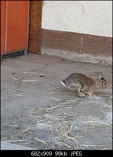 Wildi oder ausgesetztes Zwergi?-c3231f15-03f5-4121-95c6-67fd03f15385.jpg