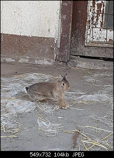 Wildi oder ausgesetztes Zwergi?-e6bfd2e4-3dc7-47e6-9103-5e0f42f075e9.jpg