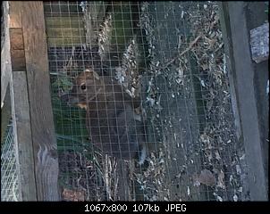 Wildi oder ausgesetztes Zwergi?-6a6ec8ba-5cc4-4587-b5e1-d0fa1af54425.jpg