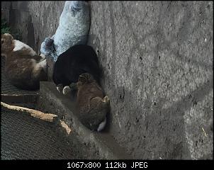 Wildi oder ausgesetztes Zwergi?-599b7525-b4c2-440c-90d9-5338796457f5.jpg