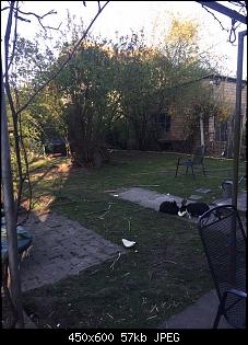 Wildi oder ausgesetztes Zwergi?-garten2.jpg