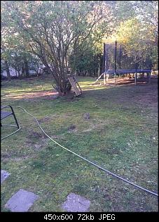 Wildi oder ausgesetztes Zwergi?-garten3.jpg