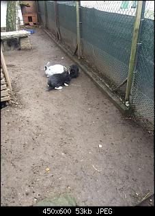 Wildi oder ausgesetztes Zwergi?-gehege3.jpg