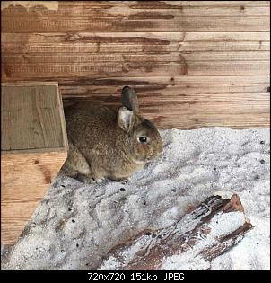 Wildi oder ausgesetztes Zwergi?-b3c92050-6817-4f12-8b38-b2833b7a7213.jpeg