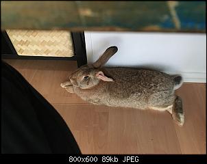 Kaninchen l�uft einem hinterher-01.jpg