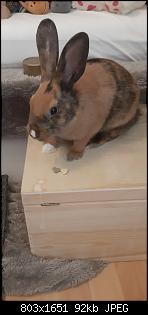 Wachstum bei Kaninchen-screenshot_20201004-153731_gallery.jpg