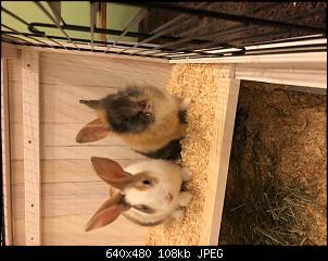 Rasse unbekannt-284748b0-4d2b-4202-96a5-8b2647b1fe98.jpeg
