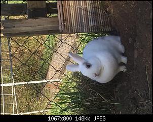 Kaninchen spurlos verschwunden!!!-29a9c0c1-a81c-4a12-8713-b3920fec42db.jpg