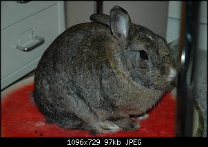 Wildkaninchen-scheubert.jpg