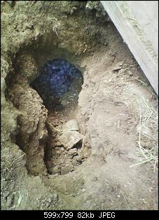 Kaninchen tr�chtig baut Nest zu-chantal-nest2.jpg