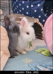 Hallo ihr lieben-kaninchen2.jpg