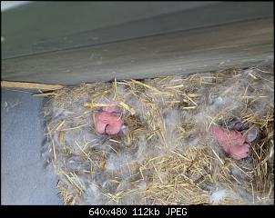 2 Nester bei 7 Babys-dd2d617b-03f2-4638-9ad3-5ce8b4527b77.jpeg