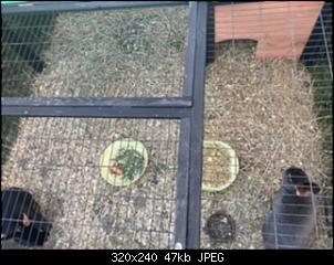 Dringend Hilfe ben�tigt!-2262d406-4553-4efe-8247-0b19d8bf0318.jpeg