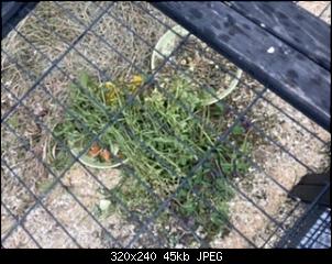 Dringend Hilfe ben�tigt!-28031a19-4dee-458f-8b47-fbfbd5426742.jpeg