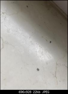 Insekten Problem wegen Kaninchen ?-0.jpg