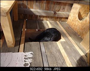 4. Kaninchen-dsc05295.jpg