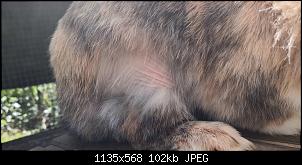 kahle Stelle bei Weibchen-screenshot_20210514_124824_com.android.gallery3d.jpg