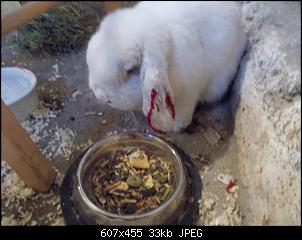 Bei der Vergesellschaftung flie�t Blut-dscn5368.jpg