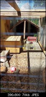 Zwergrex in Aussenhaltung-received_466825984619044.jpg