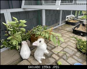 L�wenk�pfchen mit Teddy?-6171f049-48cb-4d46-8e39-19c6c4717bb4.jpeg