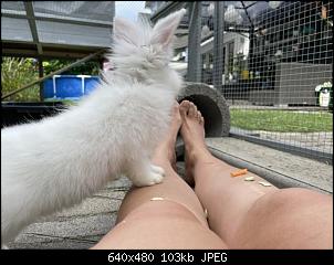 L�wenk�pfchen mit Teddy?-01ab4afe-2ad4-4801-8838-6ddc3776b9cb.jpeg