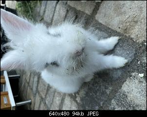 L�wenk�pfchen mit Teddy?-d09b8e2a-4194-4faf-bd7e-db7ccef6e226.jpeg