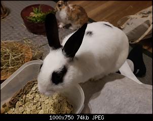 Welche Rasse ist mein Kaninchen?-20210817_214936.jpg