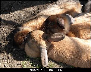 Kaninchenbabys - ausgesetzt oder unsere???-imag8737%7E2.jpg