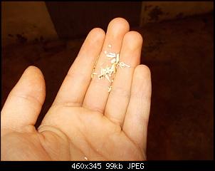 Welches Einstreu ist geeignet?-dscn6196.jpg