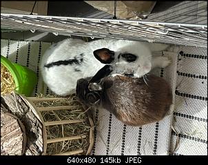 Pl�tzlich Zoff in Hasenhausen-7aecbd7d-5bb3-4aa3-9824-a7f6c75a55ad.jpeg