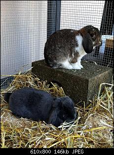Hilfe!!Was sollen wir tun?Unsere Kaninchen streiten sich!!-841bdebc-1a72-4e3b-b612-f7da94f6b360.jpg