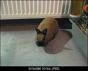 2. Kaninchen-019.jpg