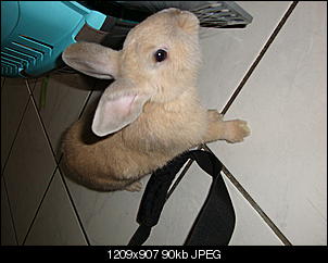 Lilly ist ein M�nnchen :-( was nun?-dsc01492.jpg