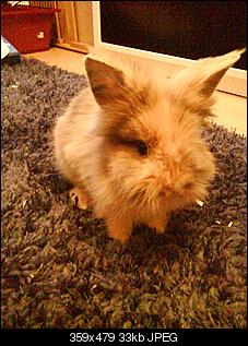 L�we oder Teddy?-foto-0352.jpg