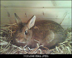 2 Kaninchen, 2 Meerschweinchen und viel Platz-bild-005.jpg