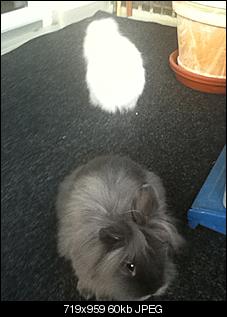 Neues von Mami und Alf-img_0195.jpg