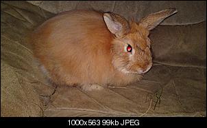 Ausgesetztes Kaninchen-fundhasi1.jpg