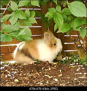 L�we oder Teddy?-foto-0508.jpg