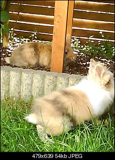 L�we oder Teddy?-foto-0511.jpg